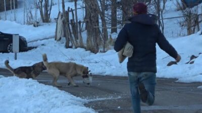 Muş’ta köpeklerin saldırdığı kedi için canını ortaya koydu Yukarıyongalı köyünde köpeklerin saldırdığı kediyi