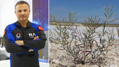 Tuz Gölü’nde yetişiyor: Türkiye’nin ilk uzay yolcusu Alper Gezeravcı tarafından uzayda test edilecek Tuz Gölü’nde yetişiyor: Türkiye’nin ilk uzay yolcusu Alper Gezeravcı tarafından uzayda test edilecek “Bitkinin bu özelliğinin, diğer gezegenlerde
