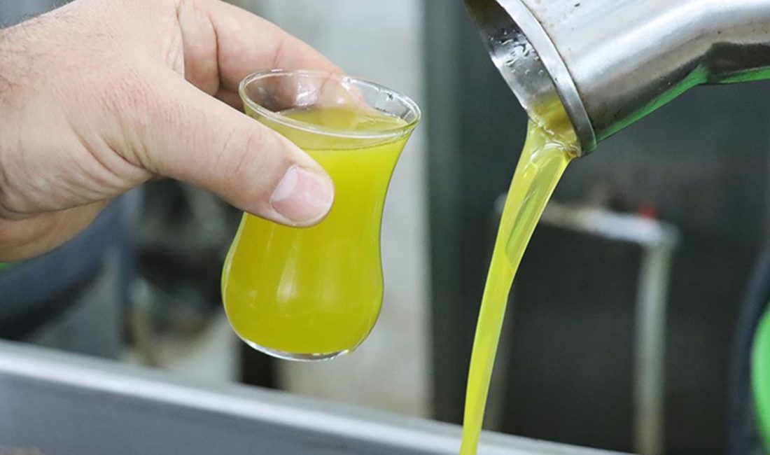 Üretici sıfır çekti! Zeytinyağında ‘hiç yok’ yılı Ulusal Zeytin ve Zeytinyağı